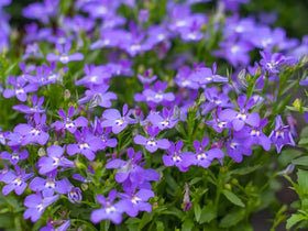 SPROUTARAQ carpet Lobelia blue blooms cascading for hanging baskets and ground cover.