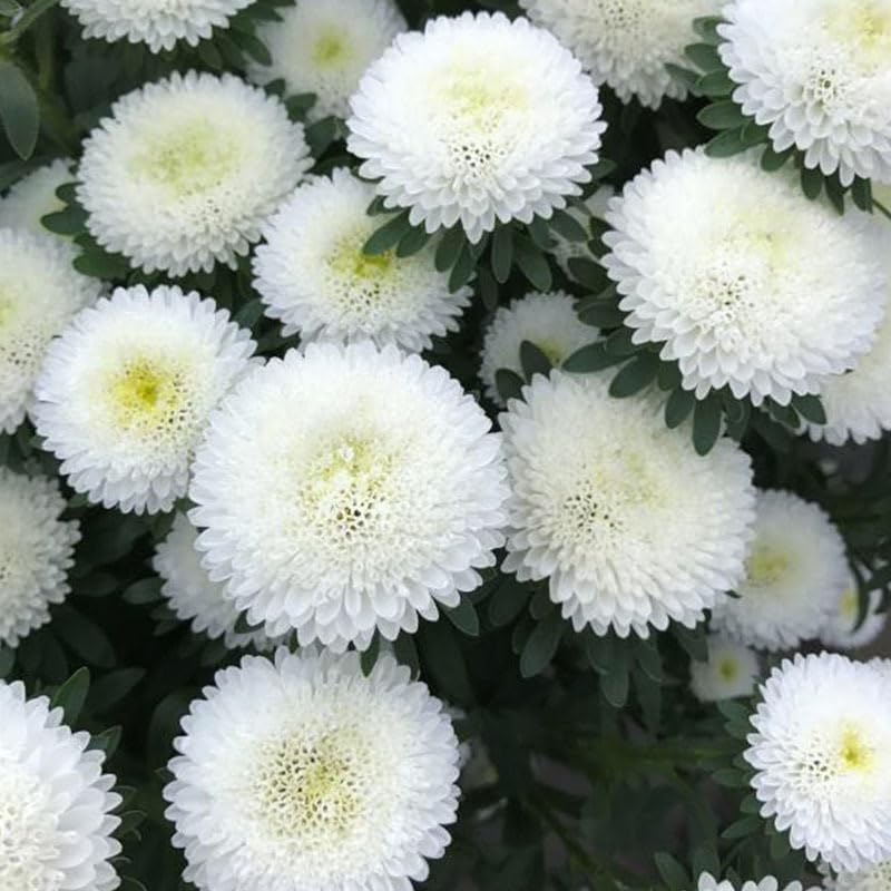 SPROUTARAQ cut flower arrangement featuring cheerful mum blossoms