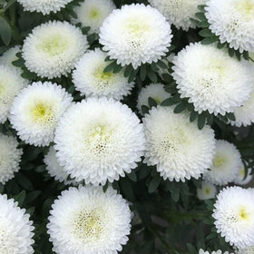 SPROUTARAQ cut flower arrangement featuring cheerful mum blossoms