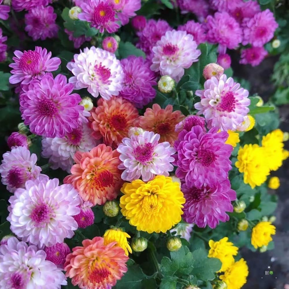 SPROUTARAQ chrysanthemum mix blooms close-up with vibrant colors for borders