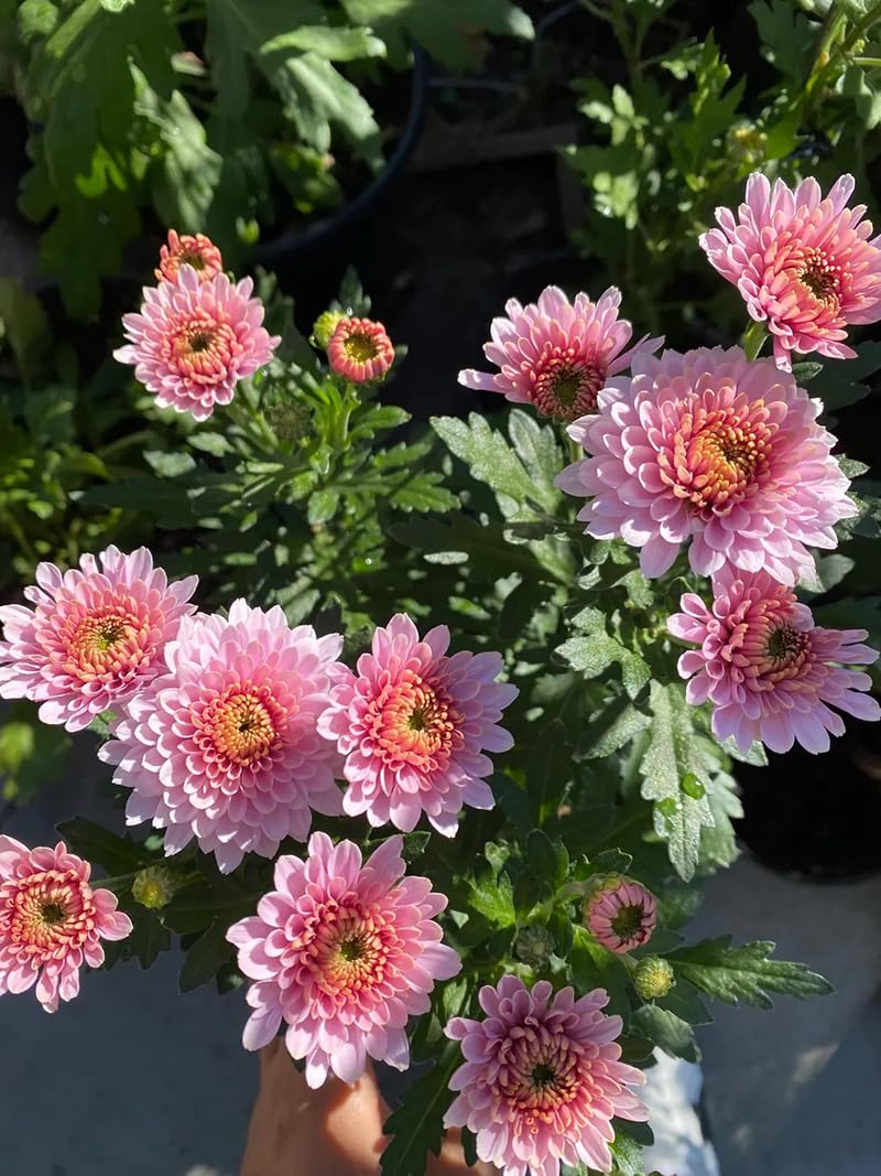SPROUTARAQ mix chrysanthemums border display in a sunny garden