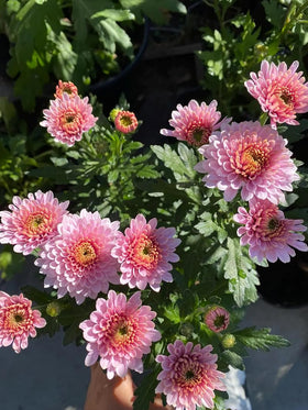 SPROUTARAQ mix chrysanthemums border display in a sunny garden