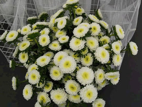 SPROUTARAQ perennial chrysanthemums showing sturdy year-after-year growth
