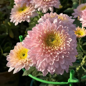 SPROUTARAQ pollinator-friendly garden inviting bees and butterflies with mums