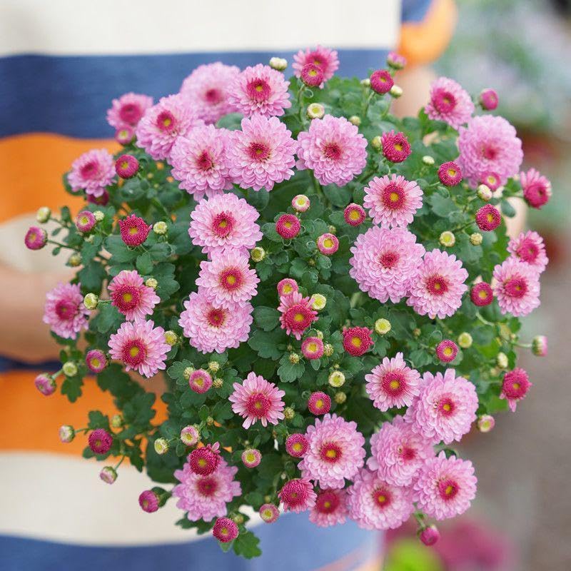 SPROUTARAQ chrysanthemum seeds packet for easy planting and perennial blooms