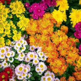 SPROUTARAQ sowing depth guide for chrysanthemums in fertile soil