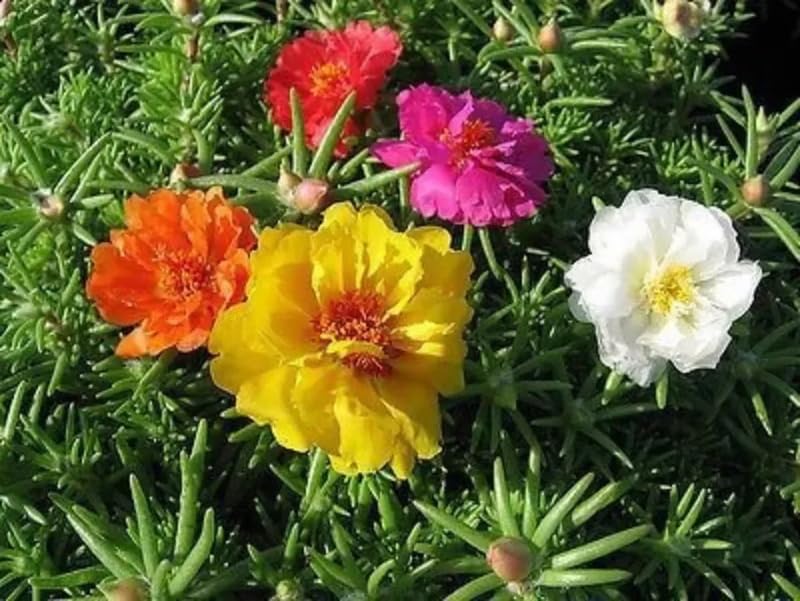 SPROUTARAQ compact portulaca plant in a small container.