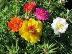 SPROUTARAQ compact portulaca plant in a small container.