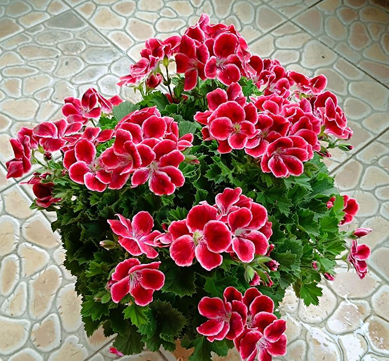 SPROUTARAQ container-ready geranium seeds ideal for balcony gardens.