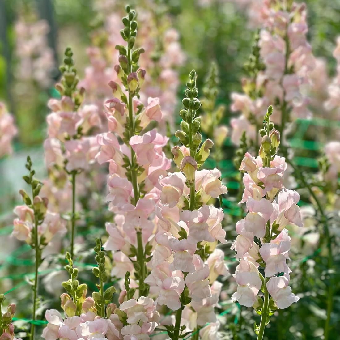 SPROUTARAQ Costa Silver Snapdragon seeds Appleblossom pack ready for planting in sunny borders