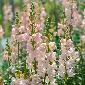 SPROUTARAQ Costa Silver Snapdragon seeds Appleblossom pack ready for planting in sunny borders