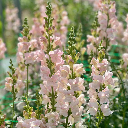 SPROUTARAQ Costa Silver Snapdragon seeds Appleblossom pack ready for planting in sunny borders