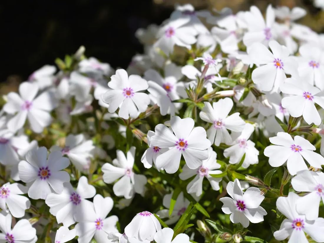 SPROUTARAQ creeping phlox seeds forming a white ground cover in full sun.