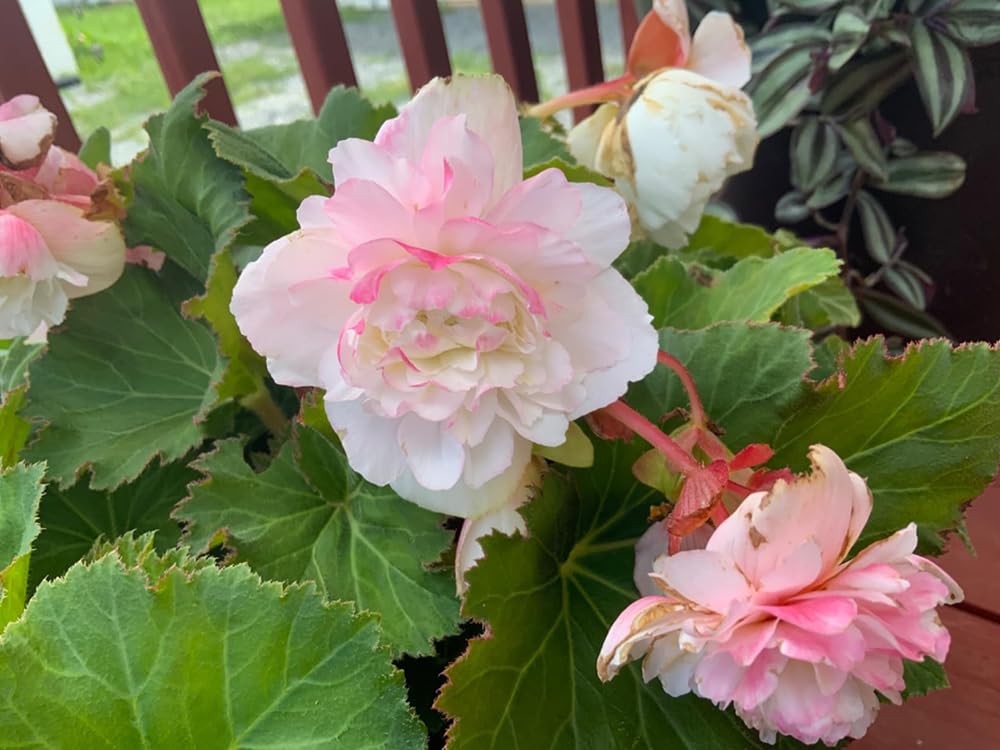 SPROUTARAQ Drought-tolerant mix thriving in containers and beds