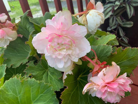 SPROUTARAQ Drought-tolerant mix thriving in containers and beds