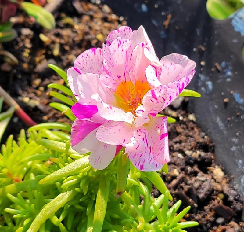 SPROUTARAQ drought-tolerant portulaca adds color with low water needs.