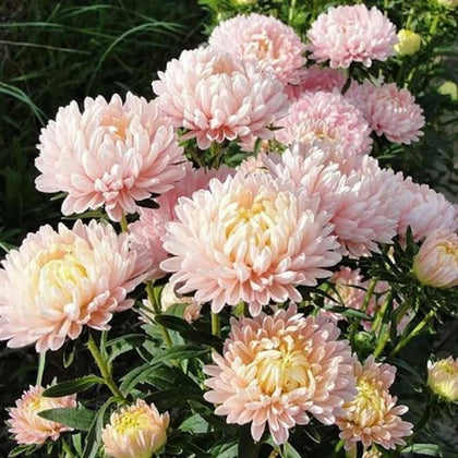 SPROUTARAQ Duchess Peony Aster bloom close-up; double petals for elegant cut flowers.