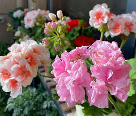 SPROUTARAQ easy-care geranium seeds suit beginners seeking low-maintenance color.