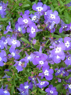SPROUTARAQ blue Lobelia erinus thrives in full sun to partial shade with regular moisture.