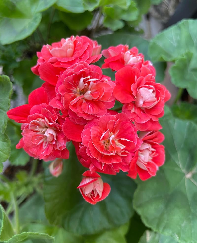 SPROUTARAQ fragrant geranium blooms add fragrance to patios and outdoor containers.