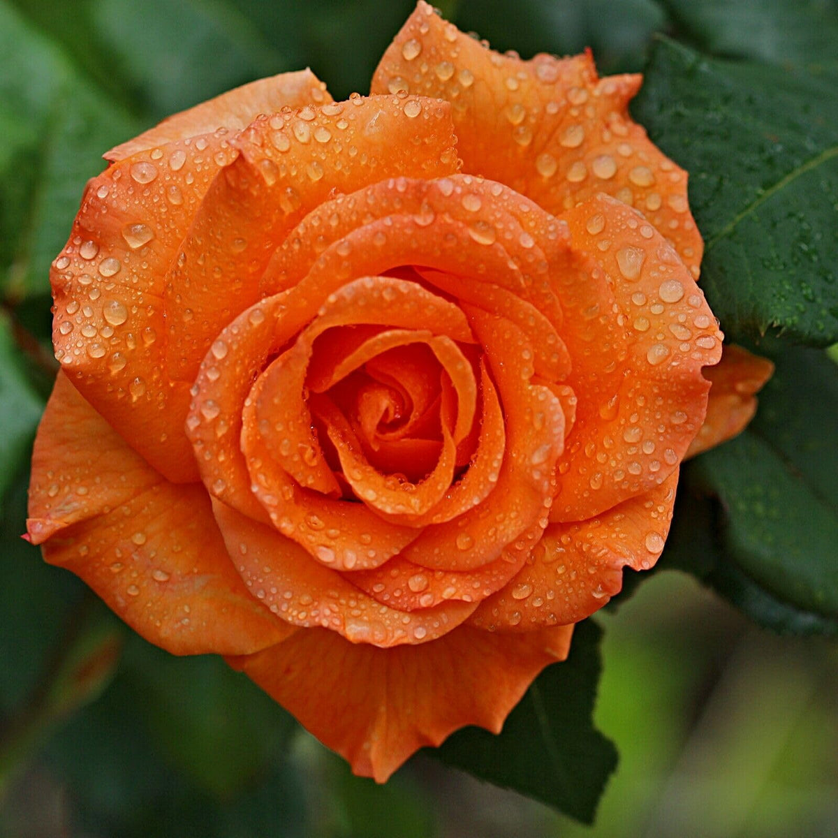 SPROUTARAQ garden roses color mix emerges with proper care and attention.