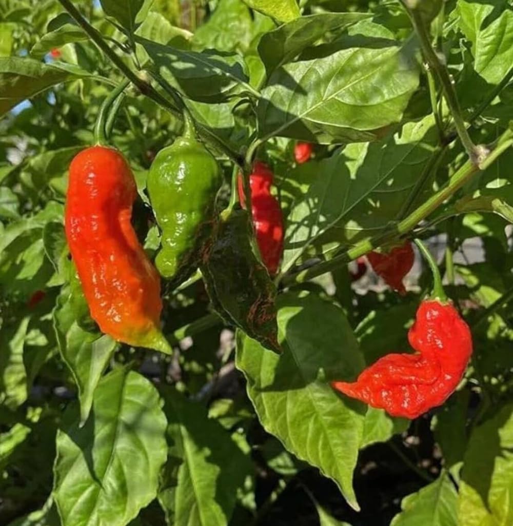 SPROUTARAQ container garden with peppers thriving in compact spaces.