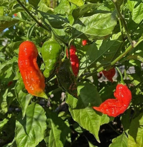 SPROUTARAQ container garden with peppers thriving in compact spaces.