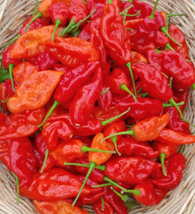 SPROUTARAQ Ghost Pepper Bhut Jolokia fruit ripening bright red for bold dishes.