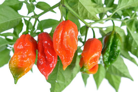 SPROUTARAQ harvest-ready Ghost Pepper Bhut Jolokia peppers for salsas and sauces.