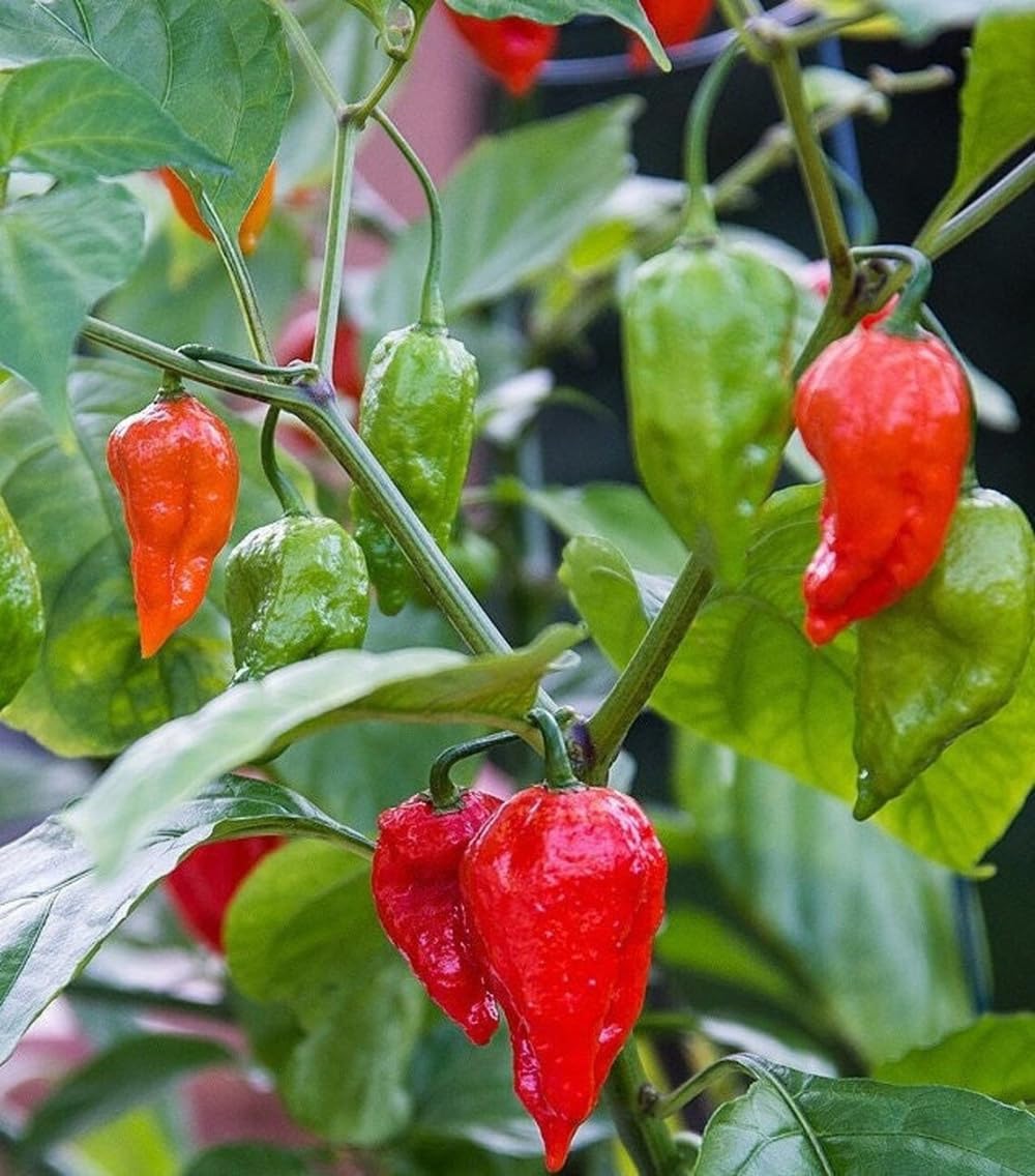 SPROUTARAQ Ghost Pepper Bhut Jolokia plant thriving in full sun for a hotter harvest.