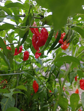 SPROUTARAQ Bhut Jolokia pod close-up showing wrinkled skin and heat potential.