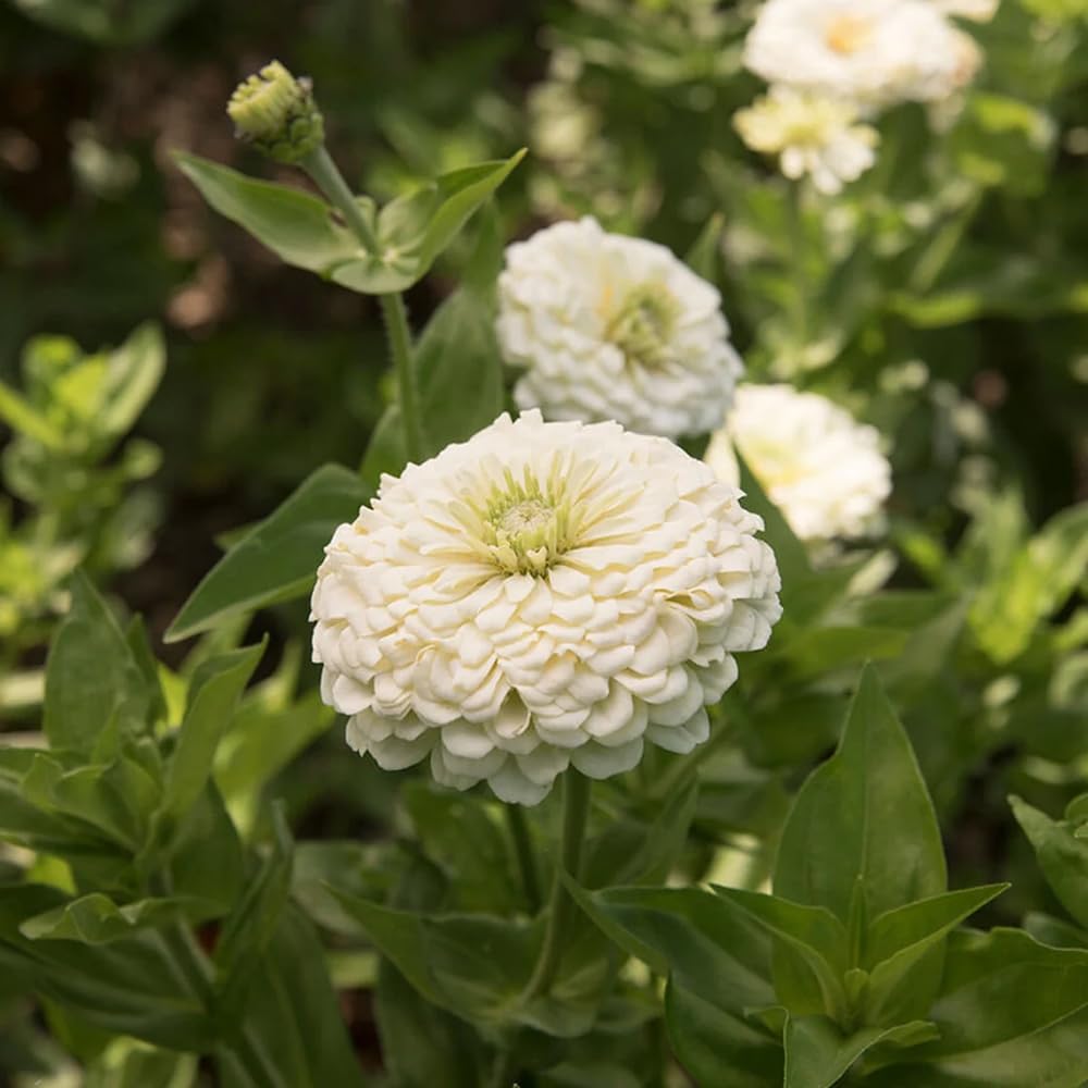 SPROUTARAQ giant zinnia seeds bundle for tall garden displays and cut flower arrangements.