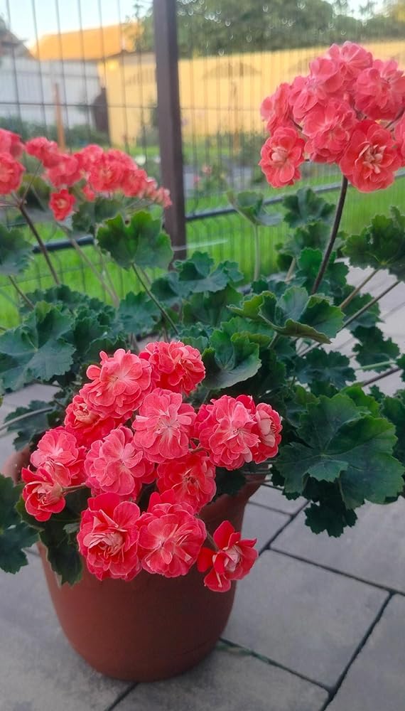 SPROUTARAQ green foliage geranium seeds provide eye-catching foliage for borders.