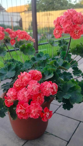 SPROUTARAQ green foliage geranium seeds provide eye-catching foliage for borders.