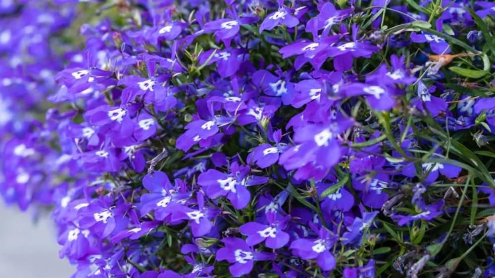 SPROUTARAQ blue Lobelia displays dense ground cover ideal for edging and mass planting.