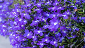 SPROUTARAQ blue Lobelia displays dense ground cover ideal for edging and mass planting.