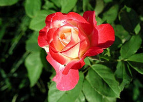 SPROUTARAQ grow lights or sunny spot ensure healthy light for strong growth.