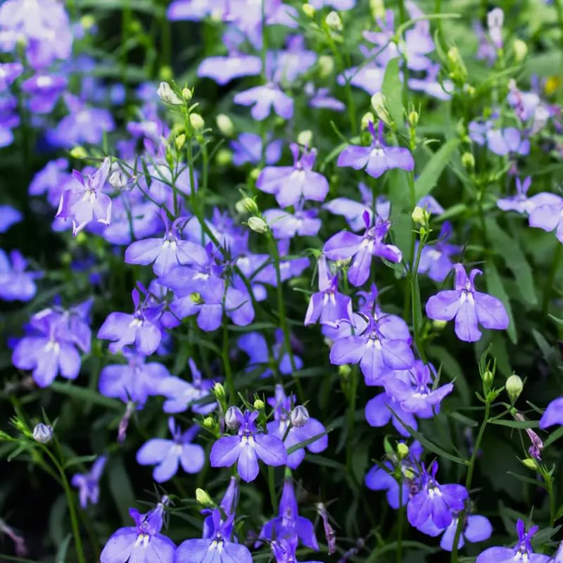 SPROUTARAQ blue Lobelia for garden beds, creating a vibrant border with lasting color.