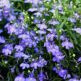 SPROUTARAQ blue Lobelia for garden beds, creating a vibrant border with lasting color.