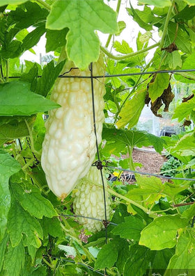 SPROUTARAQ harvest young fruits for tender texture and fresh flavor