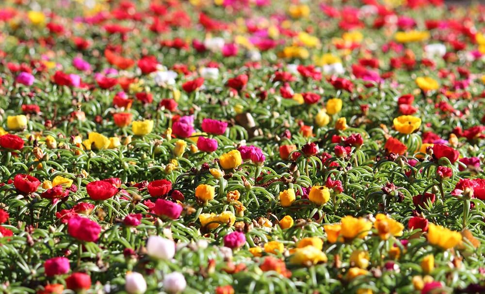 SPROUTARAQ heat-tolerant color mix delivering long-lasting blooms.