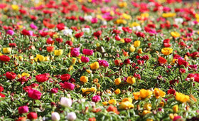 SPROUTARAQ heat-tolerant color mix delivering long-lasting blooms.