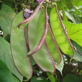 SPROUTARAQ hyacinth bean seeds germinating in moist soil within 7–10 days
