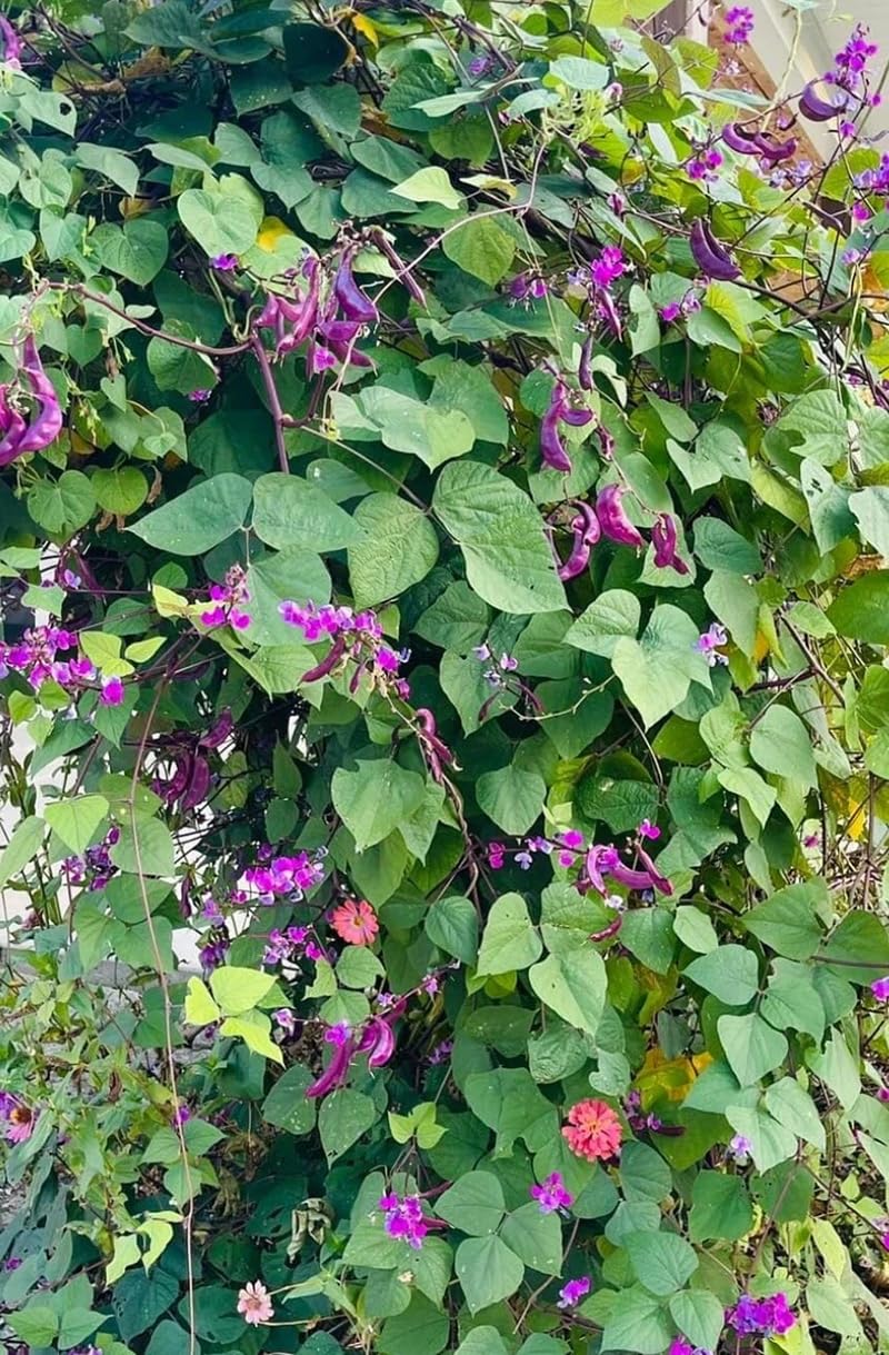 SPROUTARAQ hyacinth bean foliage is glossy green with purple tinge