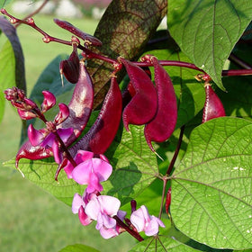 SPROUTARAQ hyacinth bean vine reaching 10–15 feet with support