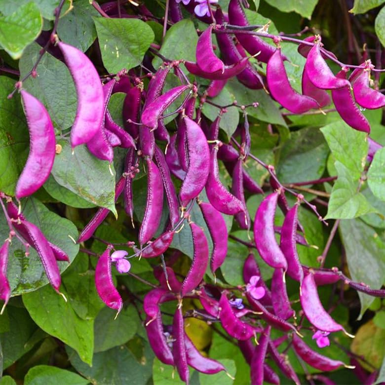 SPROUTARAQ hyacinth bean blooms lilac flowers attracting pollinators