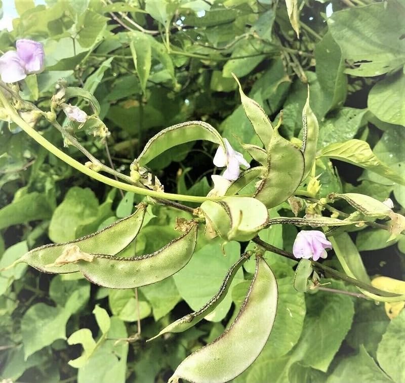 SPROUTARAQ hyacinth bean forms a natural privacy screen in a sunny bed