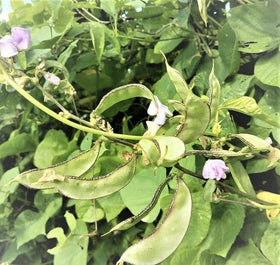 SPROUTARAQ hyacinth bean forms a natural privacy screen in a sunny bed