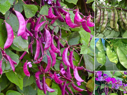 SPROUTARAQ hyacinth bean pods on a climbing vine add vibrant garden color