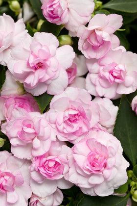 SPROUTARAQ Impatiens balsamina pink flower adds color in partial sun